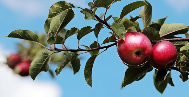 Trin for trin: Æbletræbeskæring
